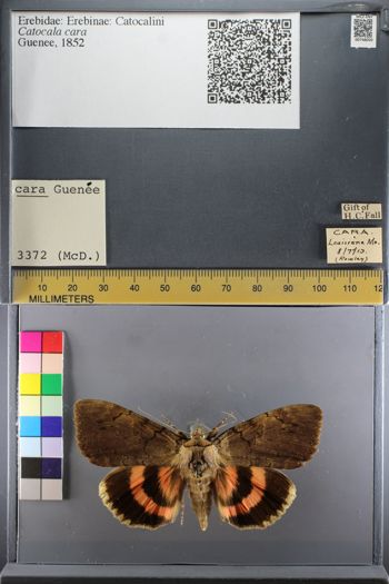 Media type: image;   Entomology 748050
